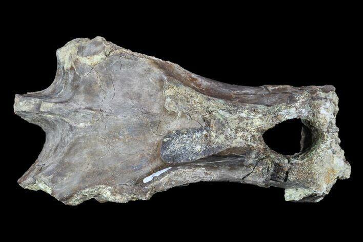 Partial Agujaceratops Vertebrae Process - Texas #88812